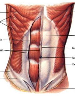 comment perdre de la graisse et avoir un ventre sexy